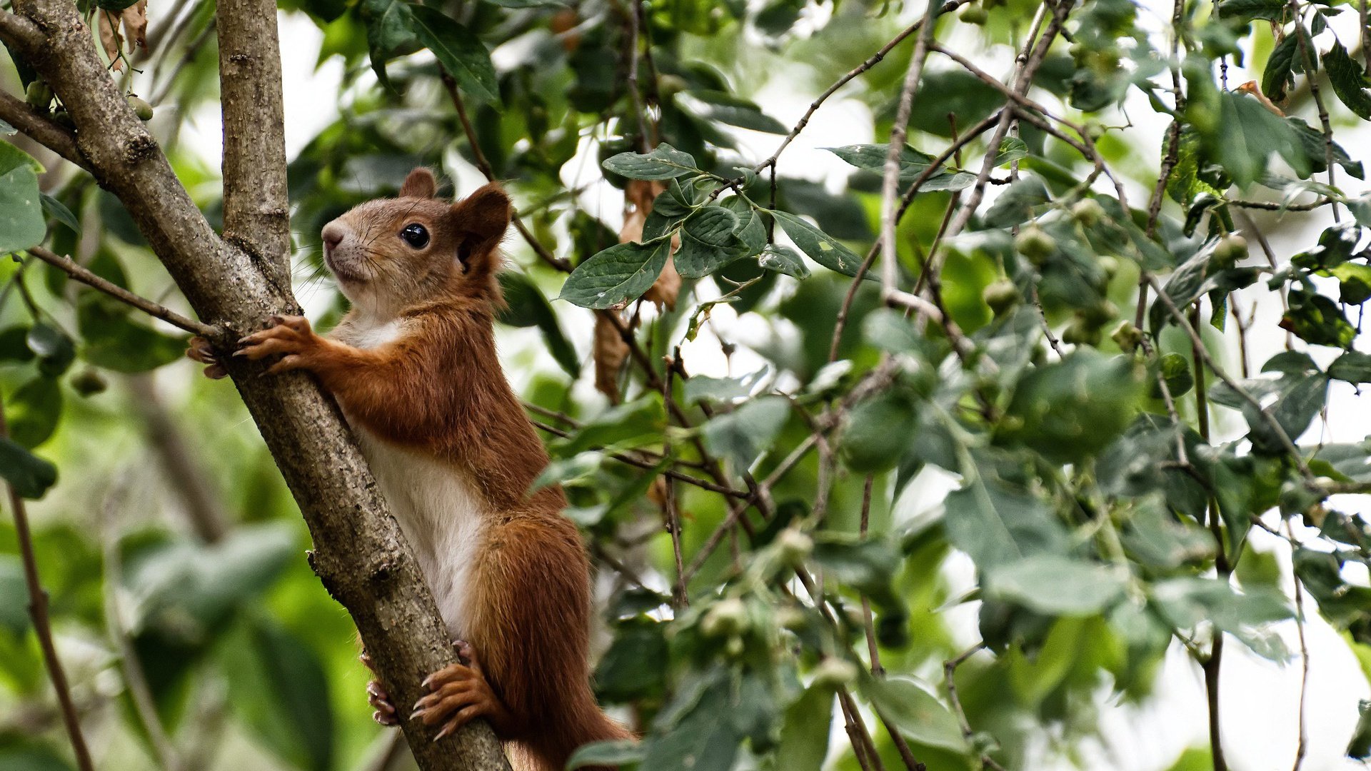 DOTA2赛事经典回顾:TI9 OG vs Liquid,教科书般的翻盘!
